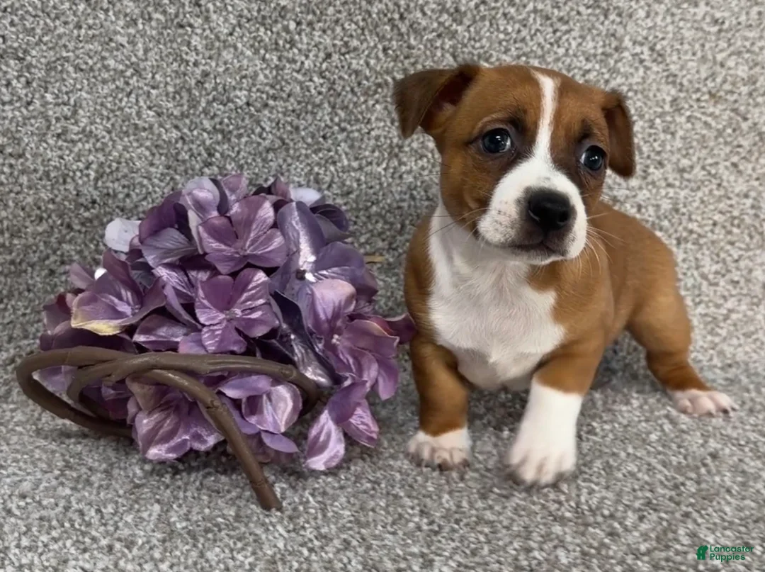 Jack Russell Terrier dogs for sale: Sally - Ad 2
