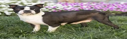 Boston Terrier dogs for sale: Charlie Boston Terrier  - Ad 6