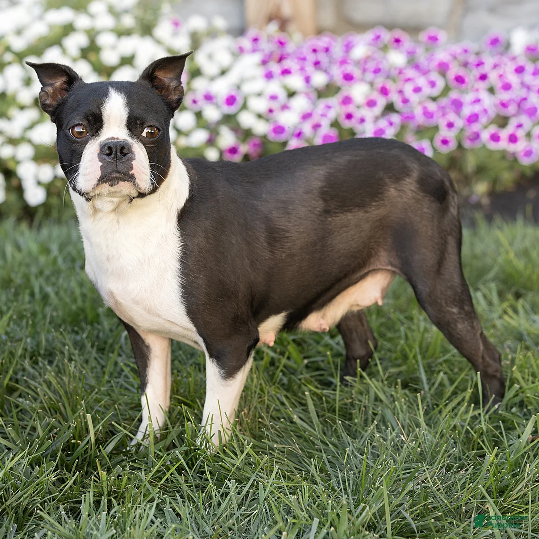 Boston Terrier dogs for sale: Charlie Boston Terrier  - Ad 6