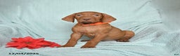 Vizsla dogs for sale: Roland - Ad 1