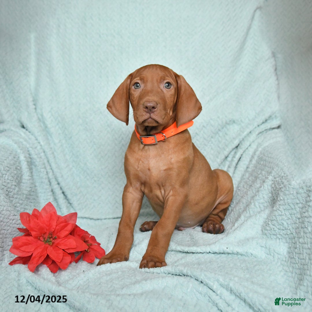 Vizsla dogs for sale: Roland - Ad 1