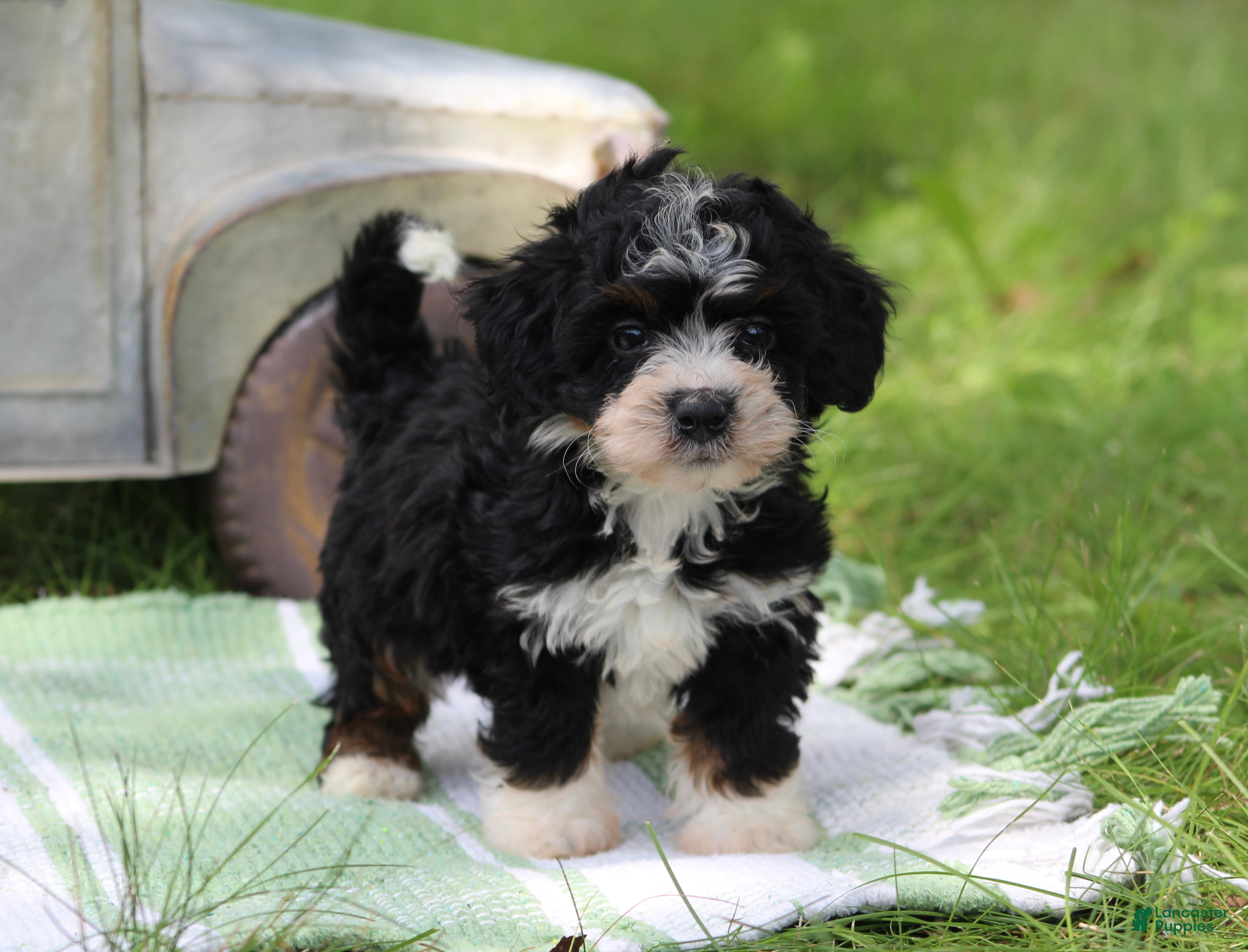 Mini Bernedoodle dogs Sawyer  - Ad 2