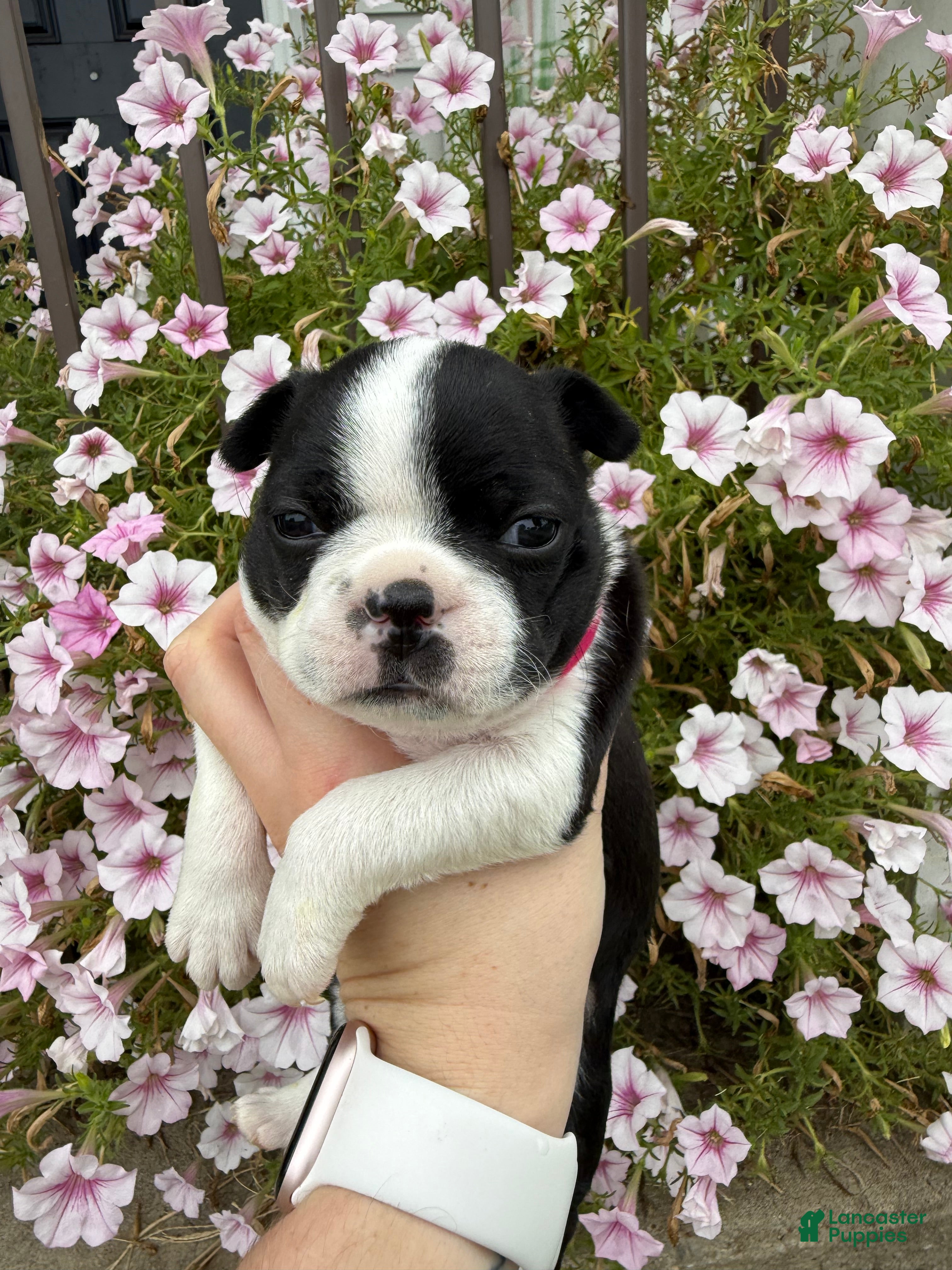 Boston Terrier dogs Boston Terrier 2 (Leia) - Ad 1