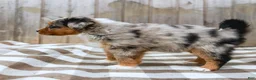 Australian Shepherd dogs for sale: Ranae - Ad 6