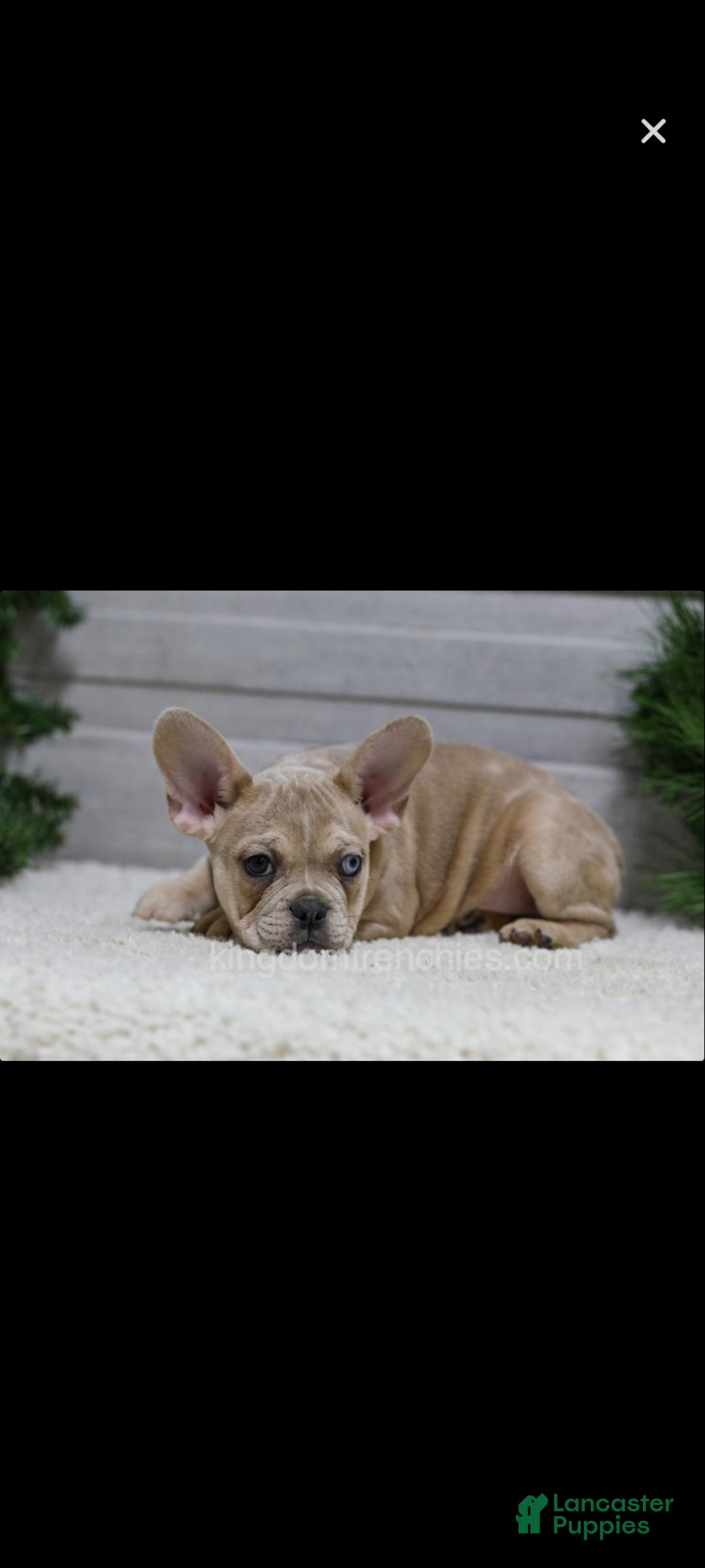 French Bulldog dogs for sale: Chase - Ad 3
