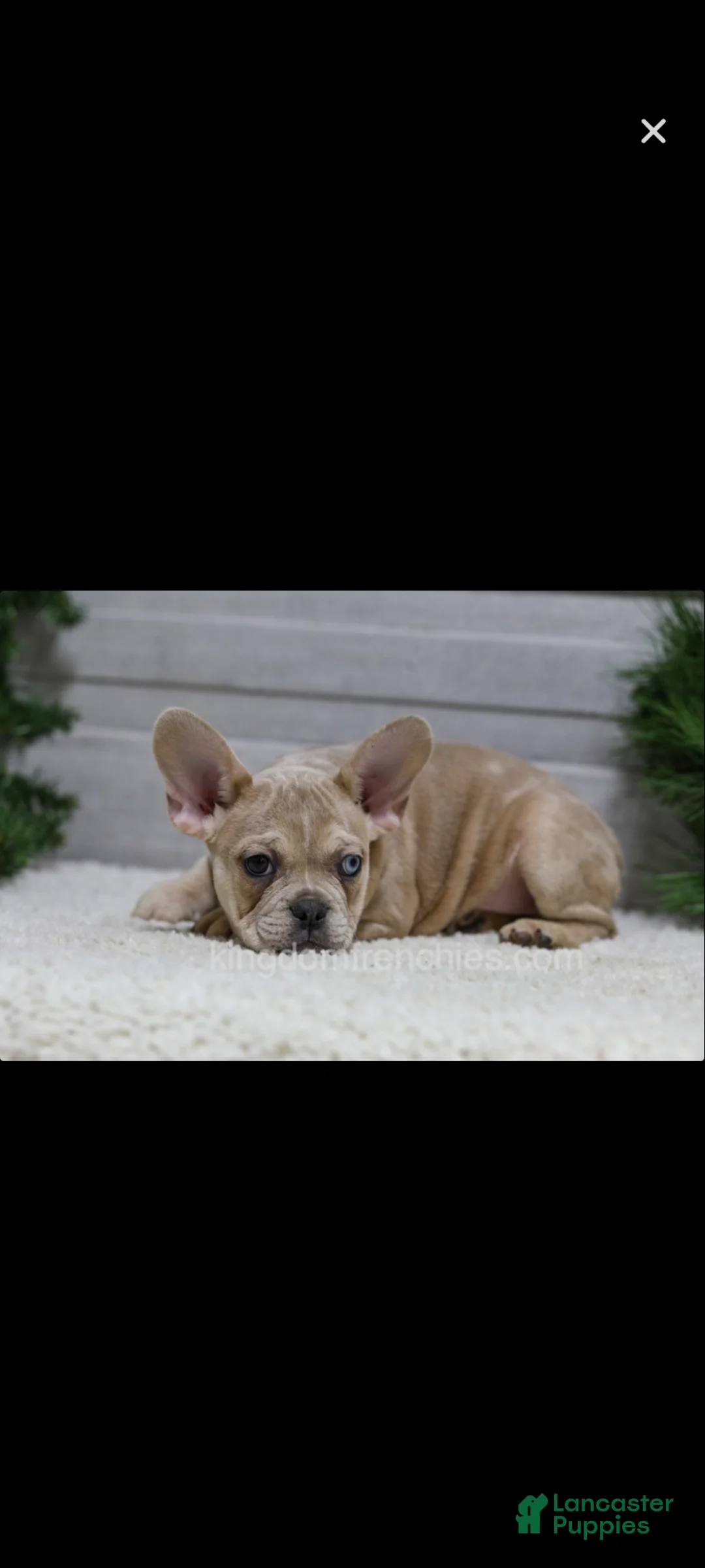 French Bulldog dogs for sale: Carter  - Ad 6
