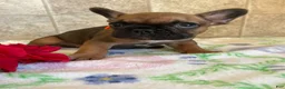 French Bulldog dogs for sale: Jerry - Ad 3