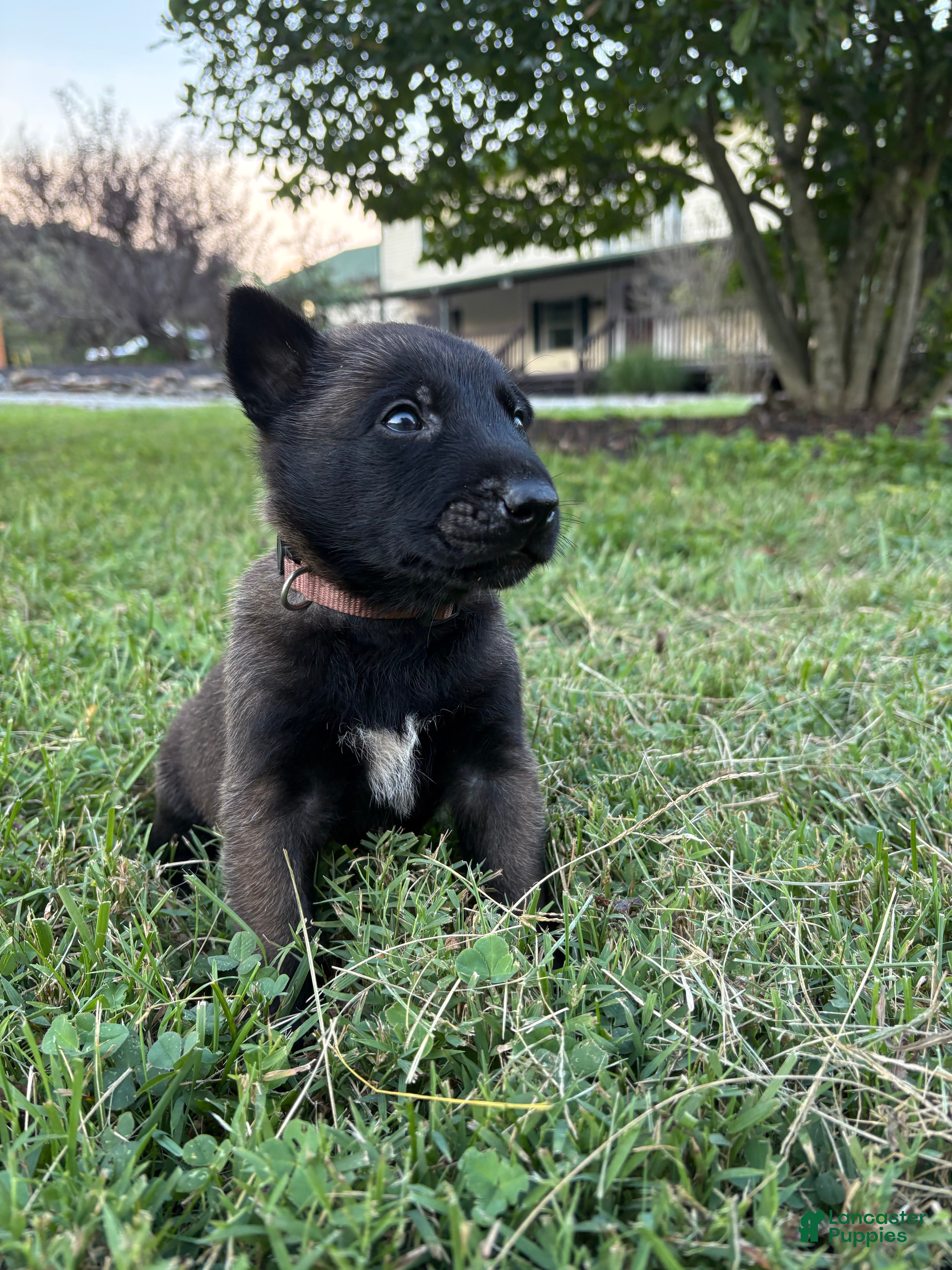 Belgian Malinois