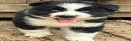 Gerberian Shepsky dogs for sale: Rip - Ad 2