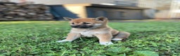 Shiba Inu dogs for sale: Amerika - Ad 8
