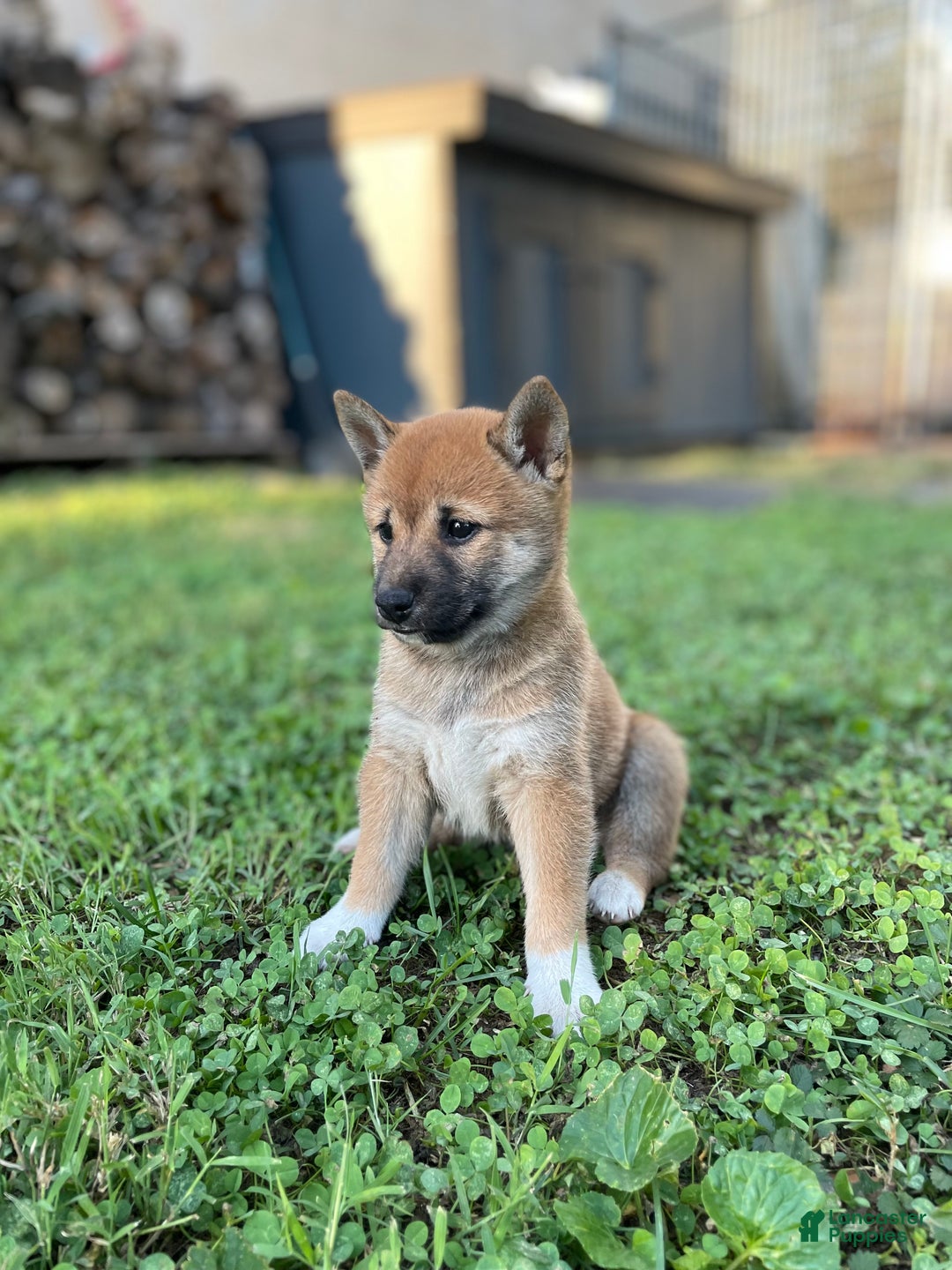 Shiba Inu dogs for sale: Amerika - Ad 8