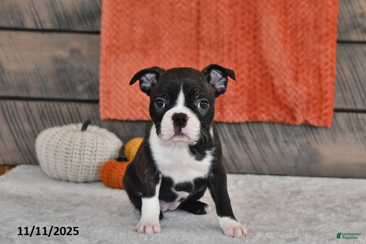 Boston Terrier dogs Flicka - Ad 20