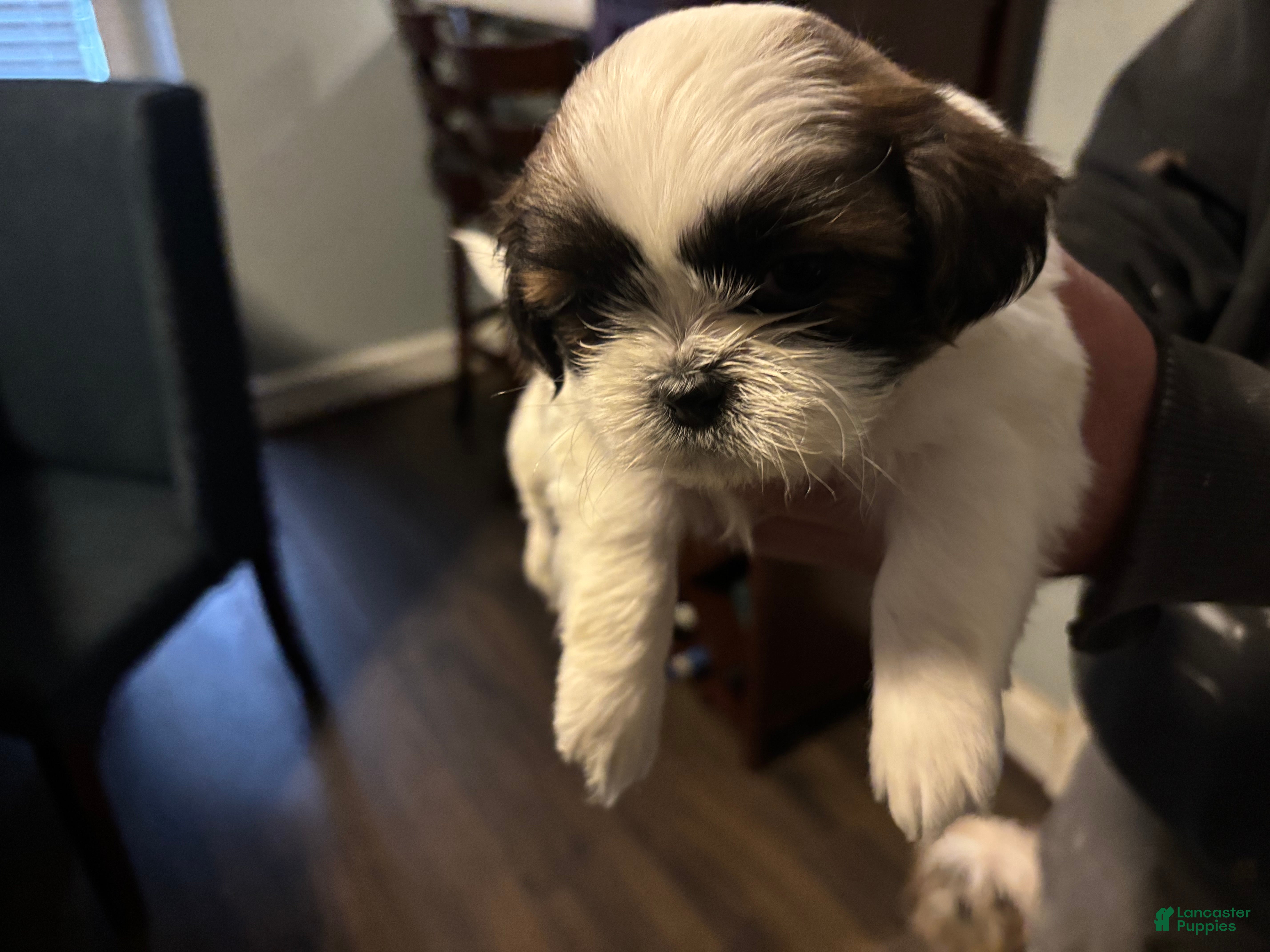 Shih Tzu dogs Milo - Ad 2
