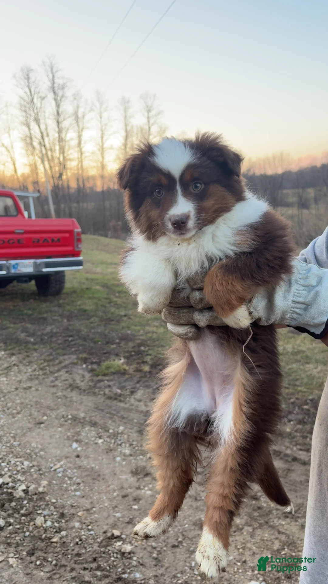 Miniature Australian Shepherd dogs for sale: Miniature Australian Shepherd Puppy 3 - Ad 1