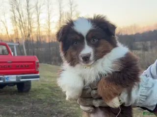 Miniature Australian Shepherd dogs Miniature Australian Shepherd Puppy 3 - Ad 18
