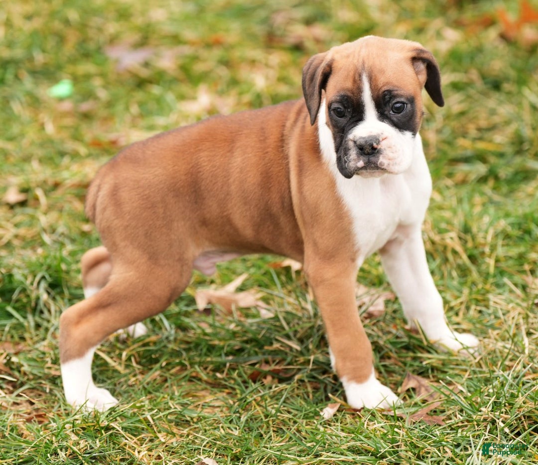 Boxer dogs for sale: Stormy - Ad 1