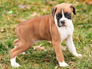 Boxer dogs Stormy - Ad 42
