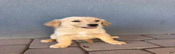 Golden Retriever dogs for sale: Female 1 - Ad 1