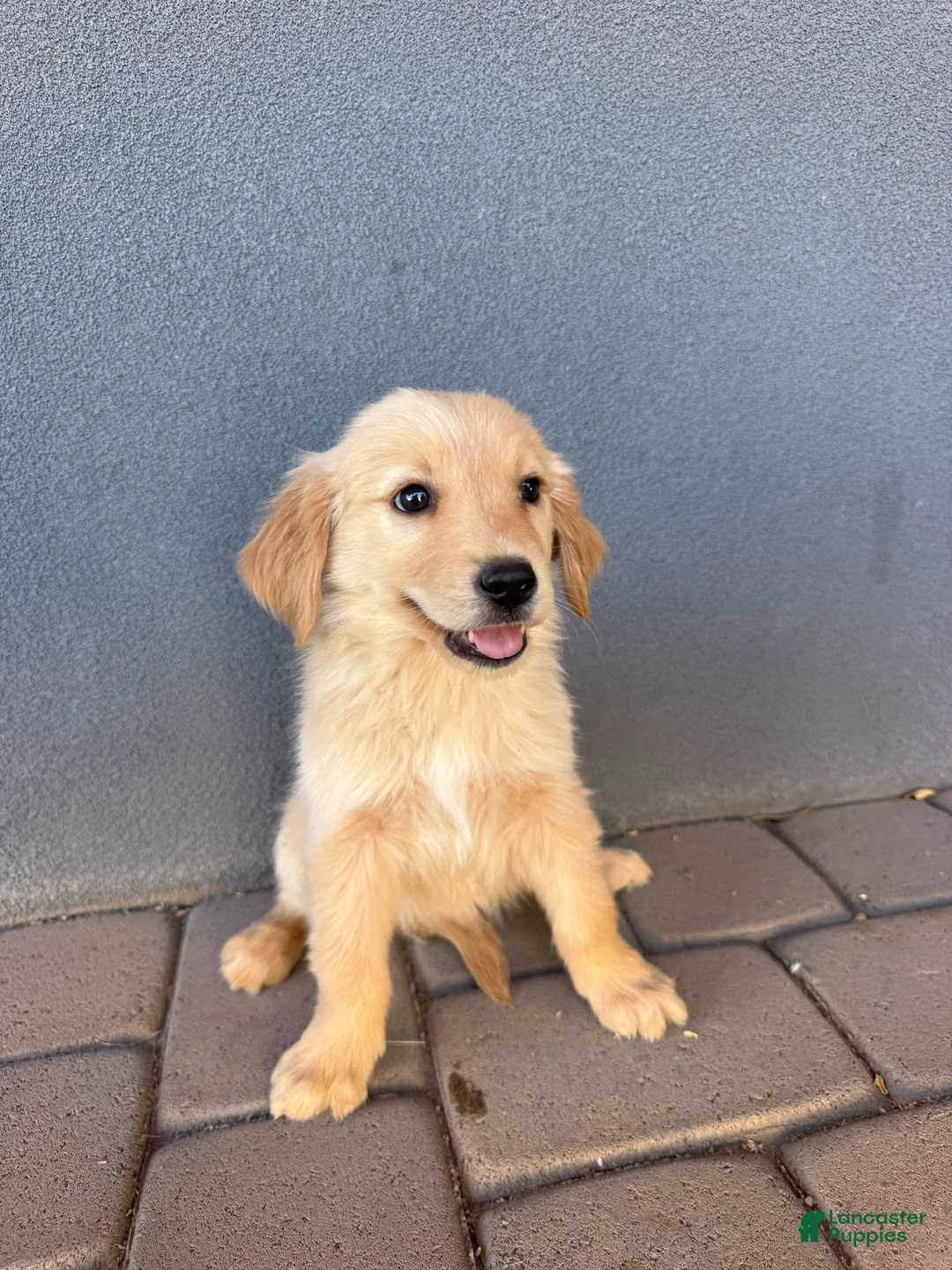 Golden Retriever dogs for sale: Female 1 - Ad 1