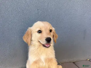 Golden Retriever dogs for sale: Female 1 - Ad 1