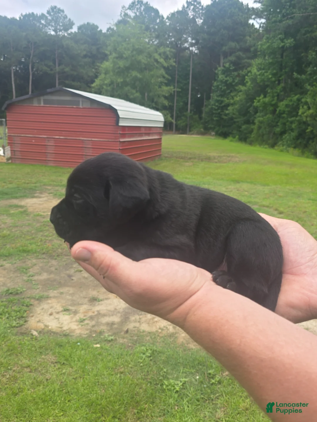 Labrador Retriever dogs for sale: Labrador Retriever Puppy 1 - Ad 2