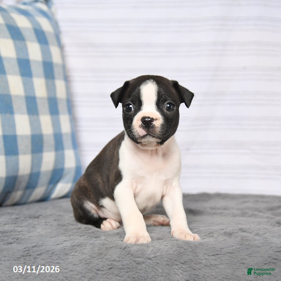 Boston Terrier dogs Rascal - Ad 1