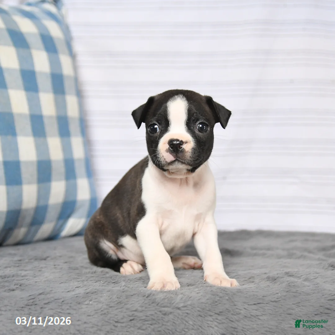 Boston Terrier dogs for sale: Rascal - Ad 1