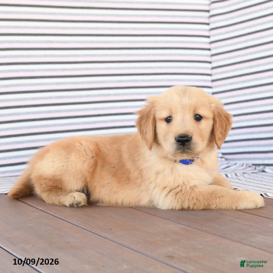 Prince (Golden Retriever, Male) in Peach Bottom, PA