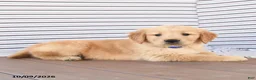 Golden Retriever dogs for sale: Prince   - Ad 1
