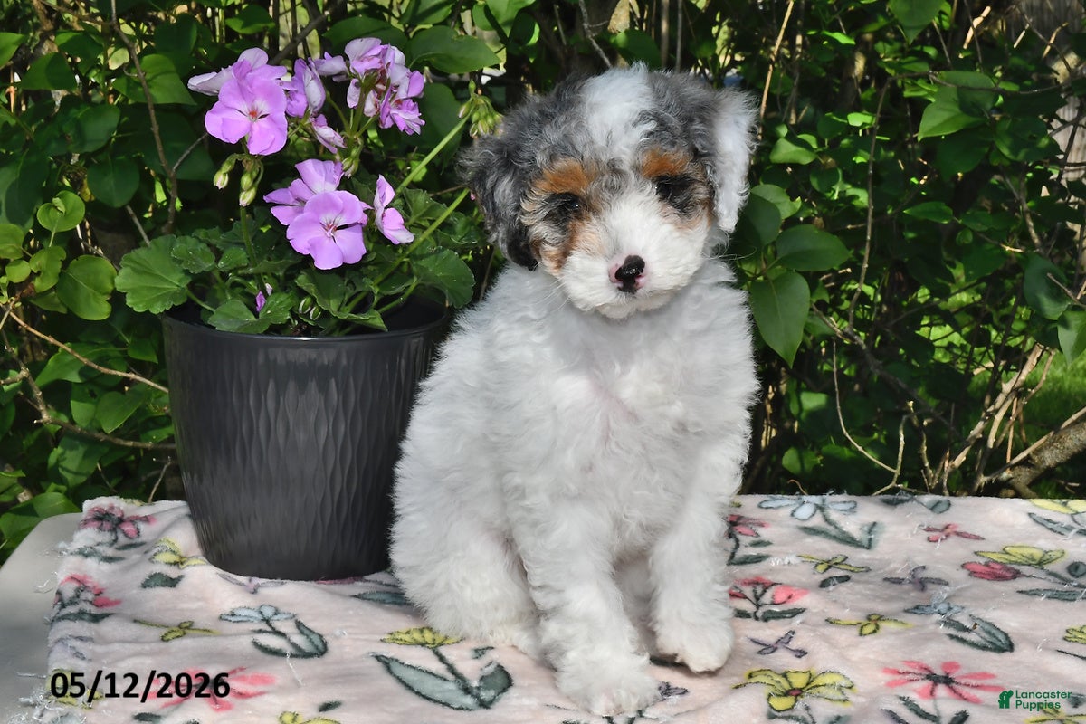 Miniature Poodle dogs for sale: Kari - Ad 1