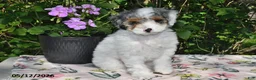 Miniature Poodle dogs for sale: Kari - Ad 1