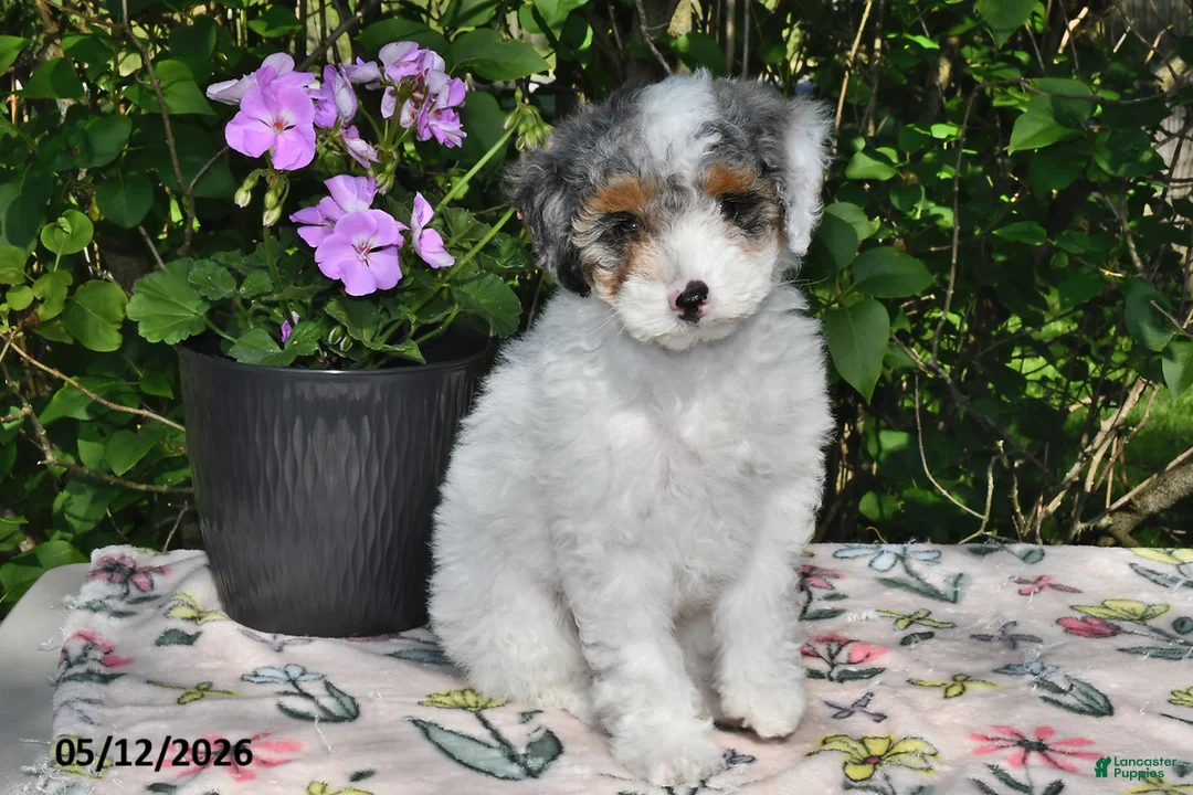 Miniature Poodle dogs for sale: Kari - Ad 1