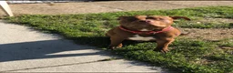 Mixed Breed dogs for sale: Breed 4 - Ad 5