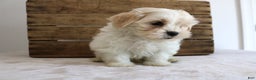 Maltipoo dogs for sale: Kooper - Ad 5
