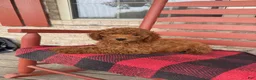 Miniature Labradoodle dogs for sale: gus - Ad 4