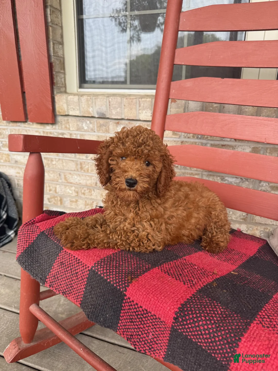 Miniature Labradoodle dogs for sale: gus - Ad 4