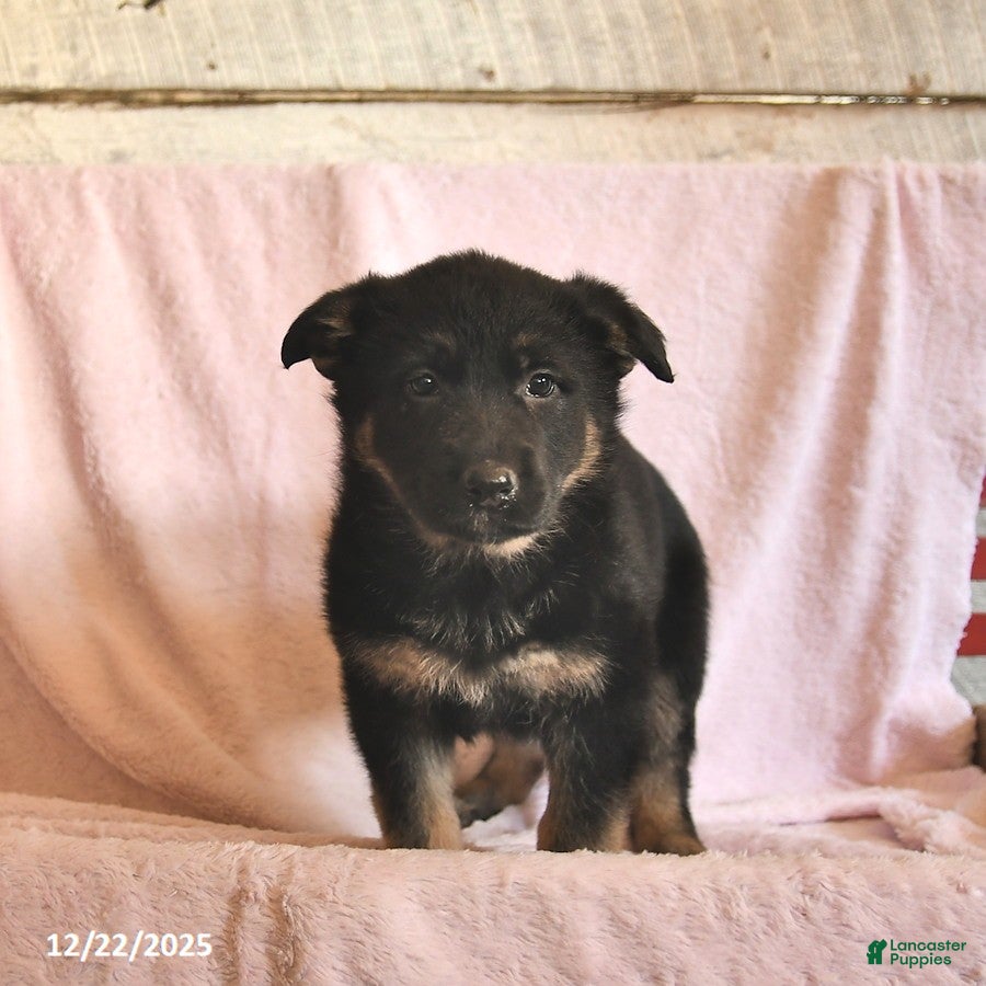 German Shepherd dogs Buttercup  - Ad 5