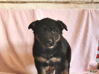 German Shepherd dogs Buttercup - Ad 26