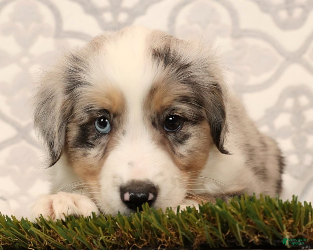 Miniature Australian Shepherd dogs for sale: Rover - Ad 6