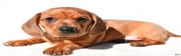 Dachshund dogs for sale: Tyler  - Ad 3