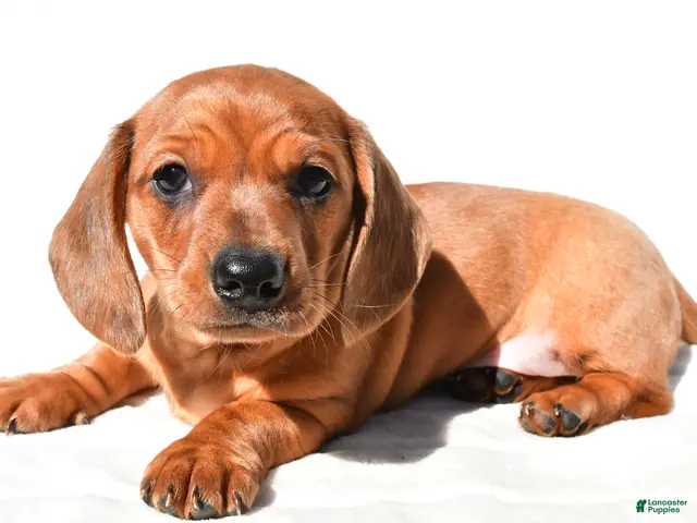 Dachshund dogs for sale: Tyler - Ad 1