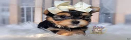 Morkie dogs for sale: Korean Tala - Ad 5