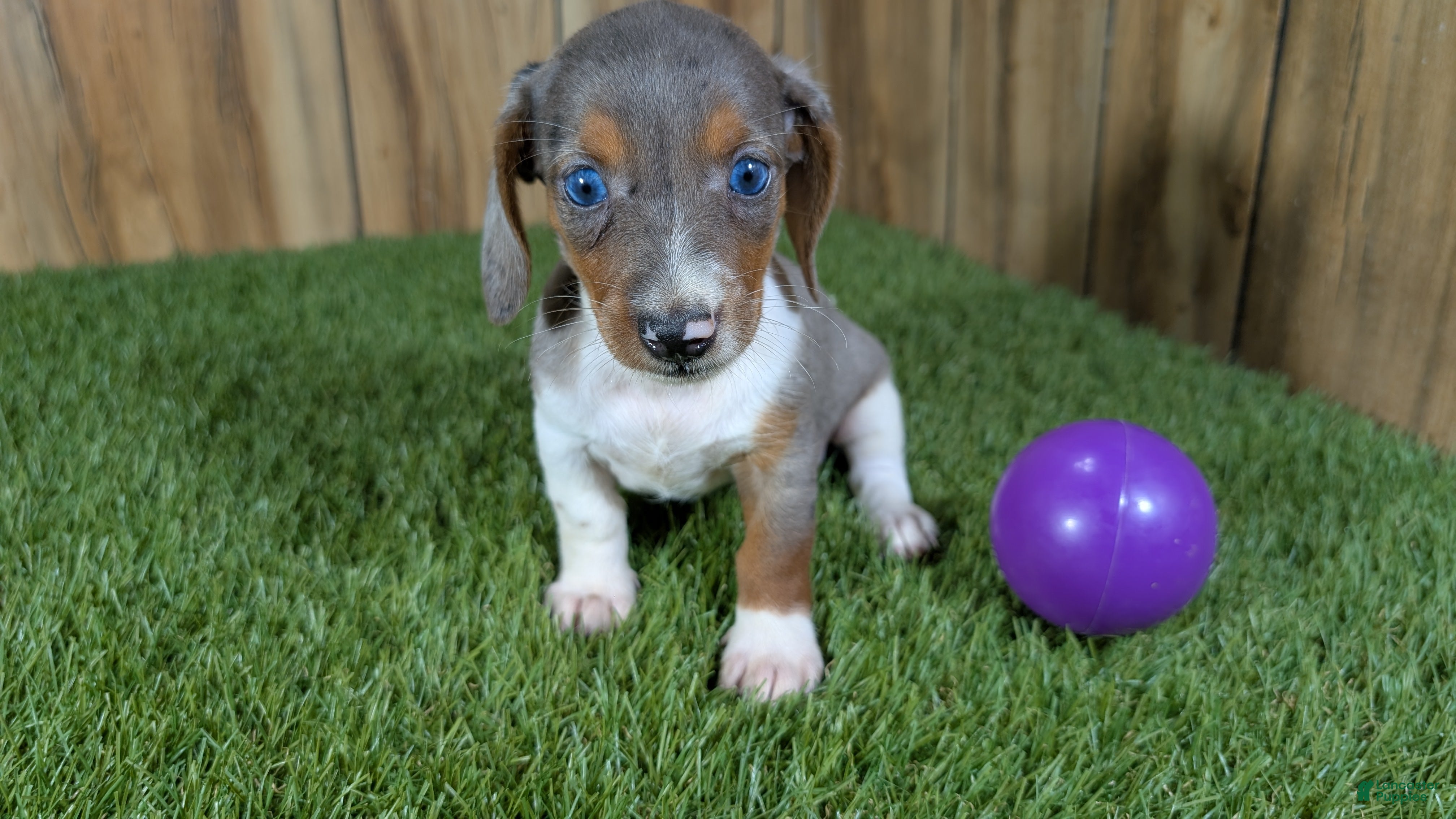 Miniature Dachshund dogs Cutie Girl 1 - Ad 2