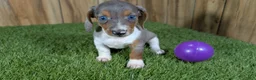 Miniature Dachshund dogs for sale: Cutie Girl 1 - Ad 2