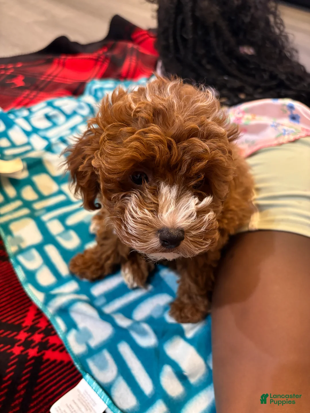 Mixed Breed dogs for sale: BERRY  - Ad 8