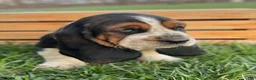 Basset Hound dogs for sale: Oliver - Ad 8