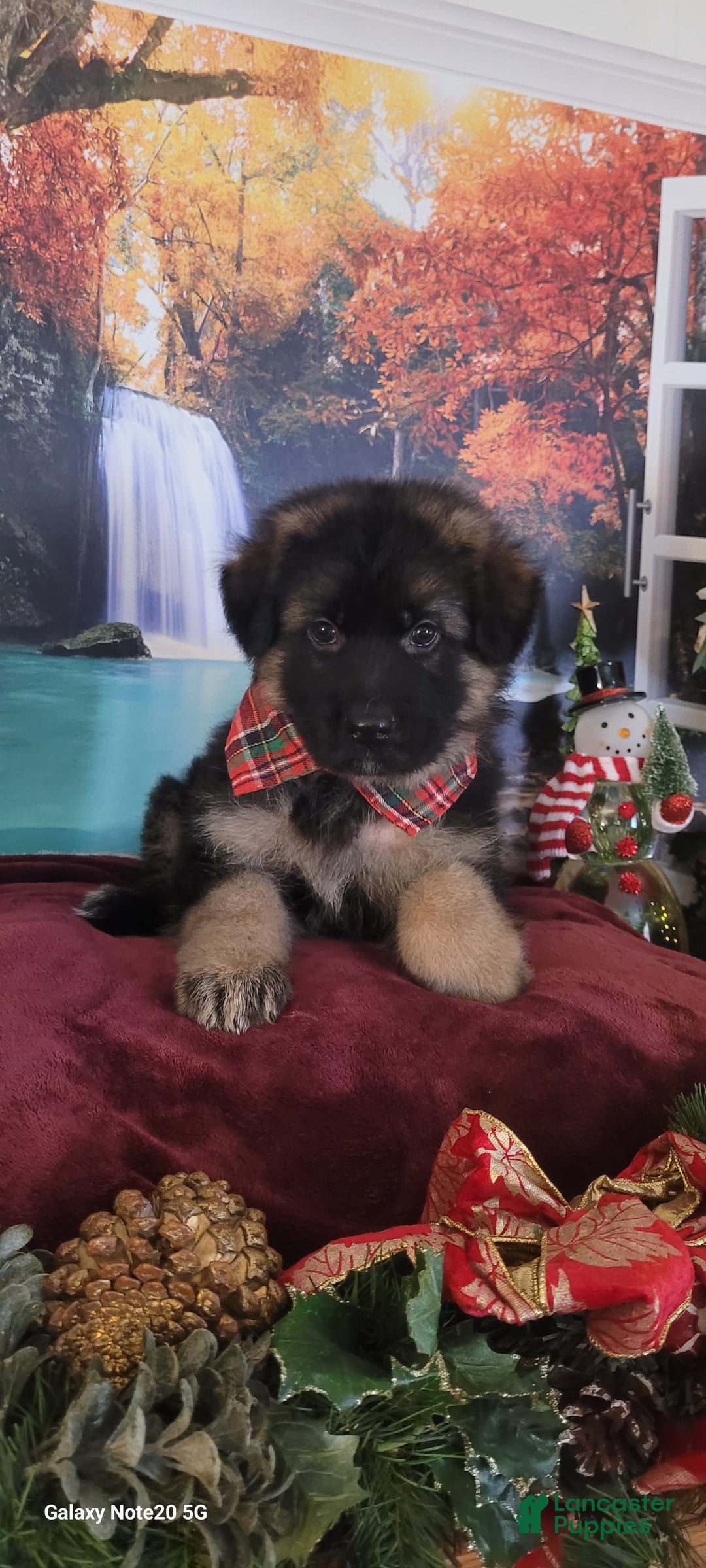 German Shepherd dogs for sale: Rudy - Ad 2