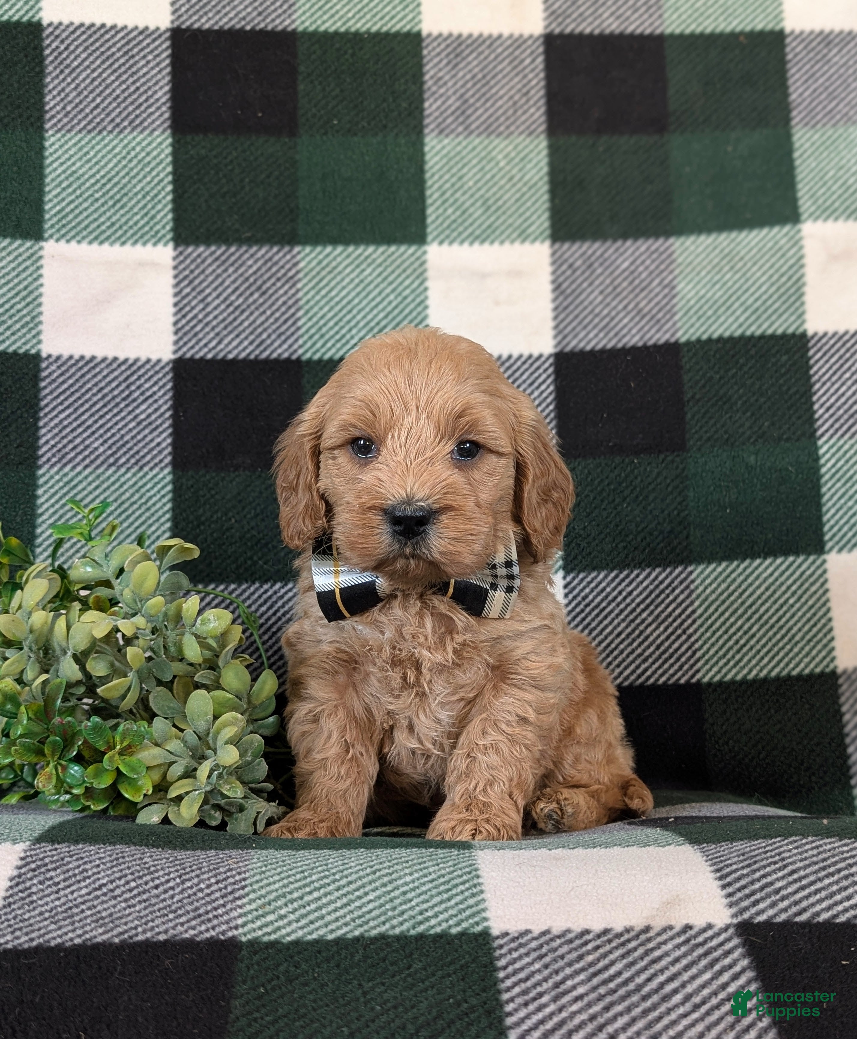 Cockapoo dogs Alonzo Hypoallergenic - Ad 9