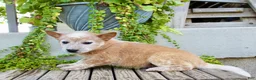 Australian Cattle Dog dogs for sale: Alice - Ad 3