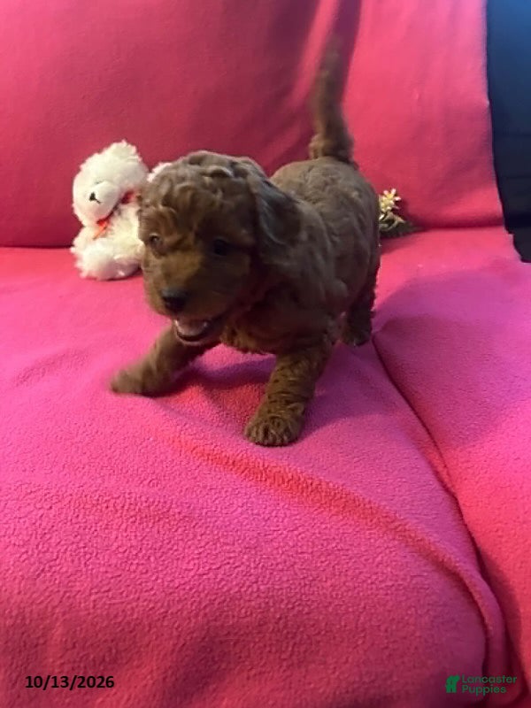 Cockapoo dogs Maple - Ad 2
